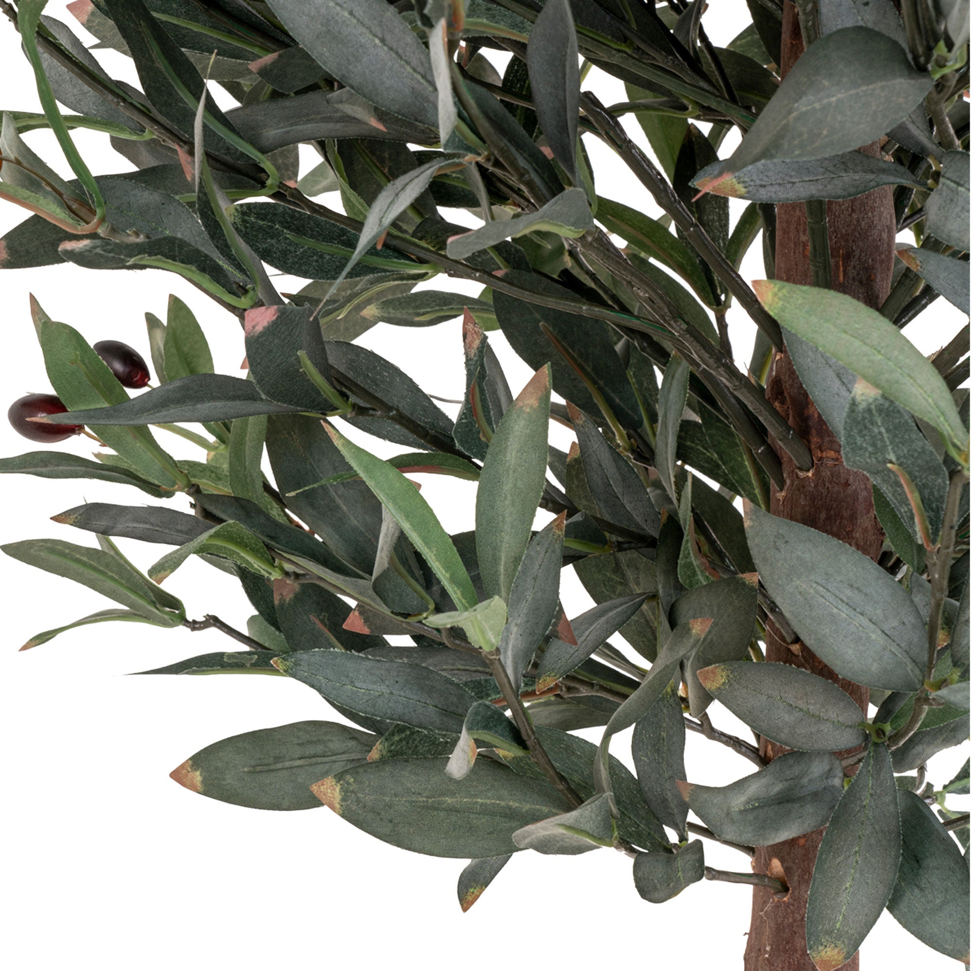 House Nordic Olive Tree